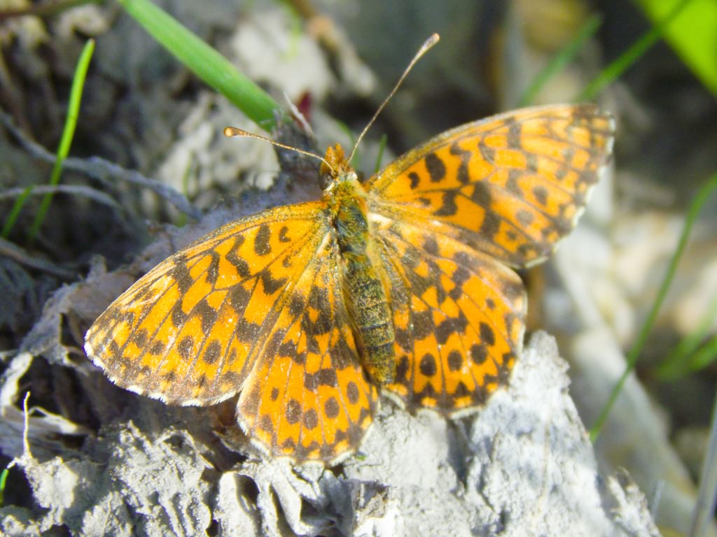 Boloria dia (Linnaeus, 1767)